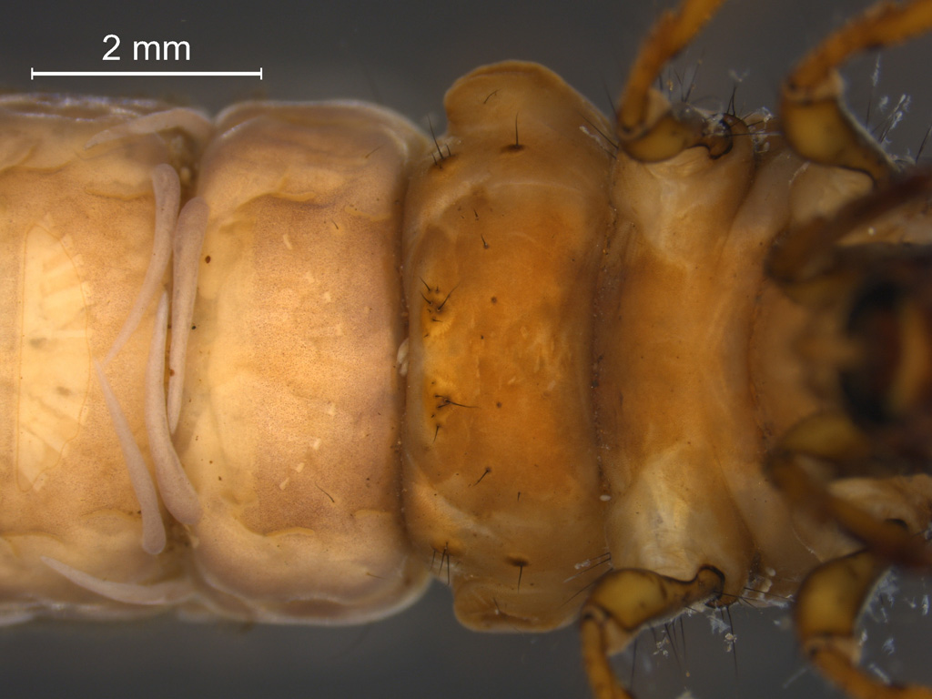 Hydatophylax infumatus